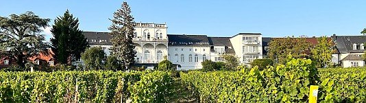 Immobilienmakler für Hochheim am Main: Weinberg
