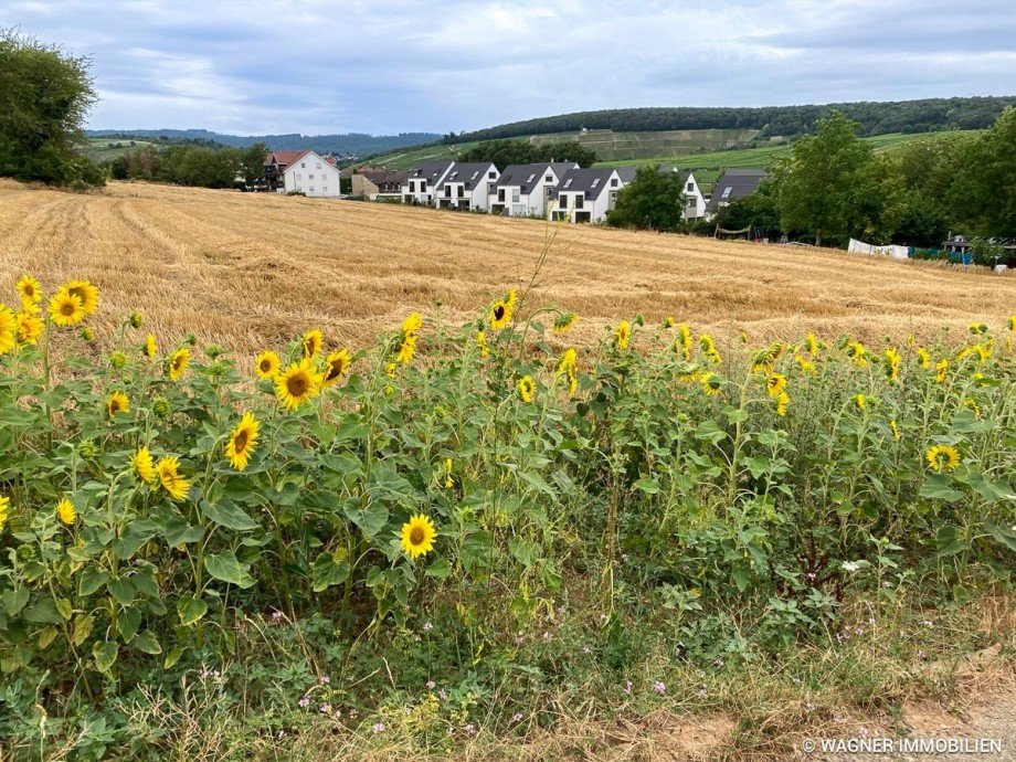 surraoundings Doppelhaush�lfte Walluf